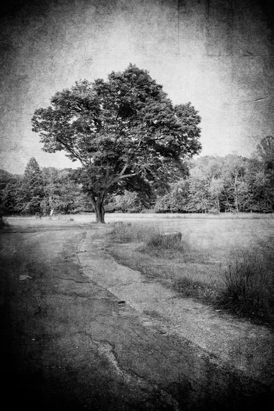 Textura del camino del árbol — Foto de Stock