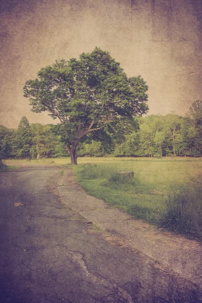 Tree vägen konsistens — Stockfoto