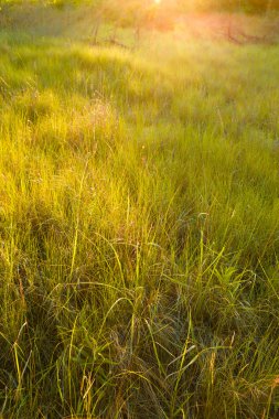 Çim çayır güneş ışığı