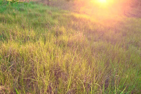 Gras weide zonlicht — Stockfoto