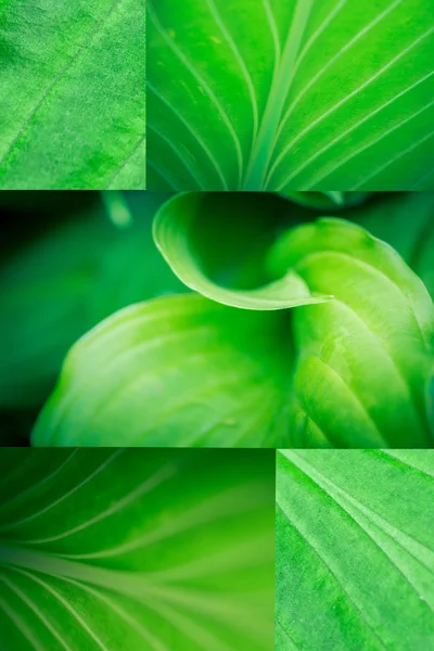Green leaf macro collage — Stock Photo, Image