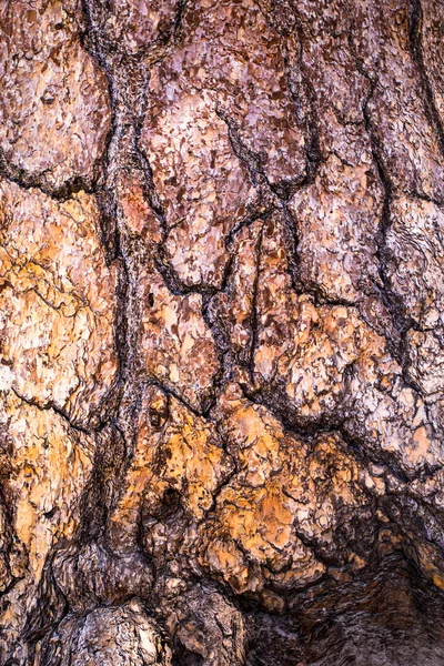 Californië Ponderosa Pine — Stockfoto