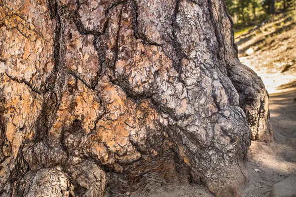 Californië Ponderosa Pine — Stockfoto