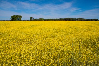 sarı çiçek alanı