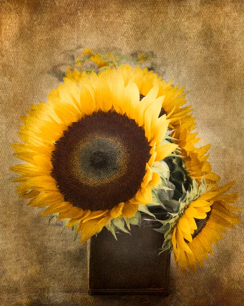 Texture Sunflowers Bouquet — Stock Photo, Image