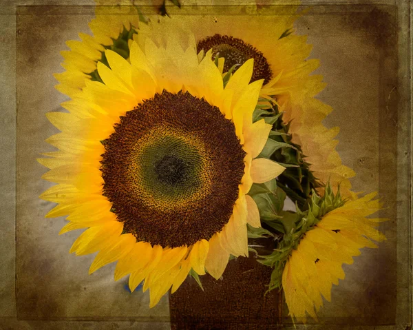 Texture Sunflowers Bouquet — Stock Photo, Image