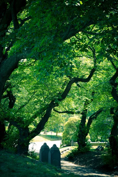 Begraafplaats gates en bomen — Stockfoto