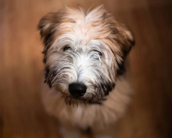 Soft Coated Wheaten Terrier puppy