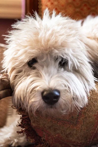 Adorable fluffy Soft Coated Wheaten Terrier puppy laying down