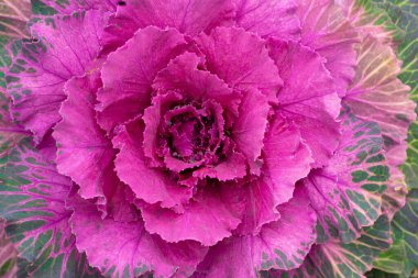 Süslü, renkli bahçe yapraklı lahana resmi.