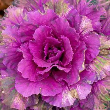 Süslü, renkli bahçe yapraklı lahana resmi.