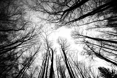 Çıplak kış ağaçları ve yukarı bakan dallar