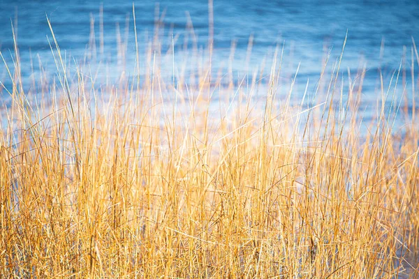背の高い金色の草と青い海の背景の自然画像 — ストック写真