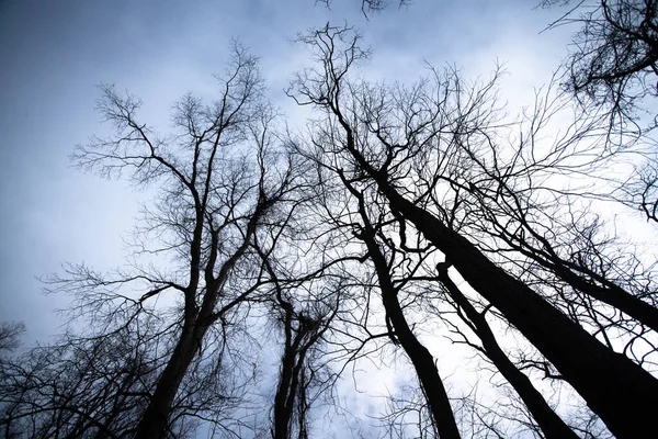Голые Зимние Деревья Ветви Смотрят Вверх — стоковое фото