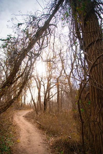 Vinterskog Med Barrträd Vandringsled Genom Skog Norra New York — Stockfoto