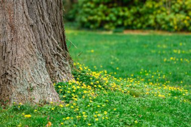 Baharda bir ağacın dibindeki çimlerde yetişen sarı çiçeklerin doğa görüntüsü.