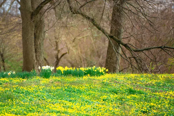 Imagen Naturaleza Flores Amarillas Que Crecen Hierba Fondo Árbol Primavera —  Fotos de Stock