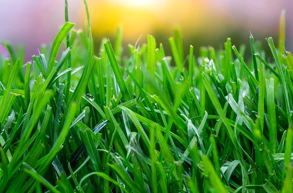 Gros Plan Extrême Herbe Verte Fraîche Printemps — Photo