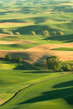 Washington Eyaleti 'ndeki Palouse' dan görülen yeşil tarlalı buğday tarlaları.