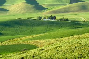 Washington Eyaleti 'ndeki Palouse' dan görülen yeşil tarlalı buğday tarlaları.