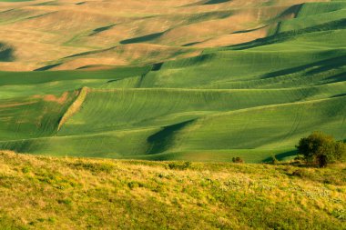 Washington Eyaleti 'ndeki Palouse' dan görülen yeşil tarlalı buğday tarlaları.