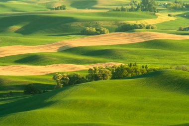 Washington Eyaleti 'ndeki Palouse' dan görülen yeşil tarlalı buğday tarlaları.