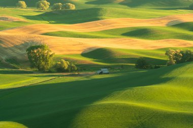 Washington Eyaleti 'ndeki Palouse' dan görülen yeşil tarlalı buğday tarlaları.