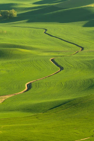 Zelené Zvlněné Pahorky Polí Pšenice Zemědělské Půdy Palouse Státě Washington — Stock fotografie