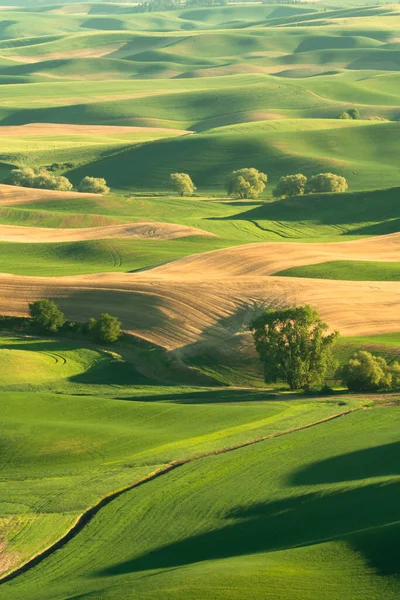 Zelené Zvlněné Pahorky Polí Pšenice Zemědělské Půdy Palouse Státě Washington — Stock fotografie