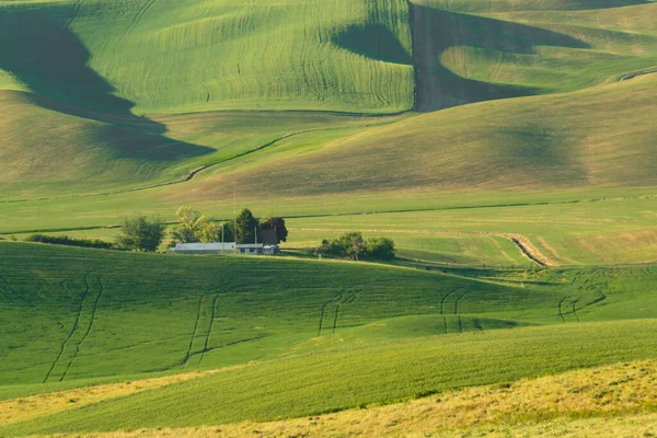 ワシントン州の宮殿から見た農地小麦畑の緑の丘陵米国 — ストック写真