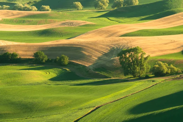 Washington Eyaleti Ndeki Palouse Dan Görülen Yeşil Tarlalı Buğday Tarlaları — Stok fotoğraf