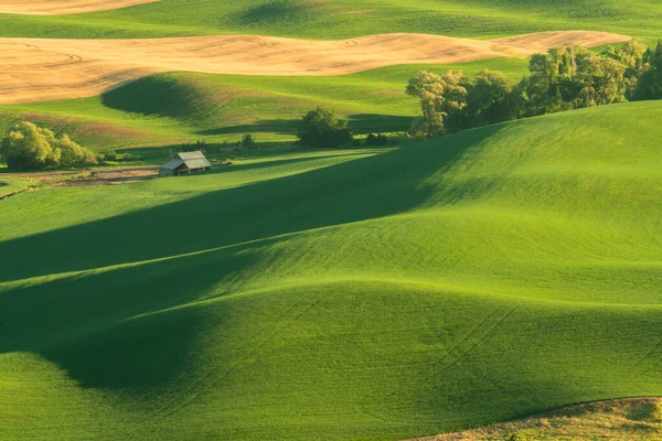 Zelené Zvlněné Pahorky Polí Pšenice Zemědělské Půdy Palouse Státě Washington — Stock fotografie