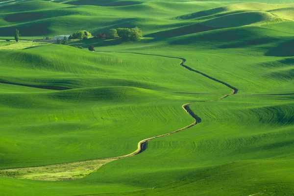 Washington Eyaleti Ndeki Palouse Dan Görülen Yeşil Tarlalı Buğday Tarlaları — Stok fotoğraf