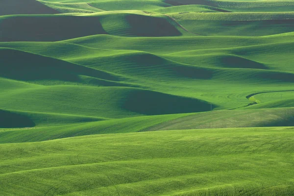 Washington Eyaleti Ndeki Palouse Dan Görülen Yeşil Tarlalı Buğday Tarlaları — Stok fotoğraf