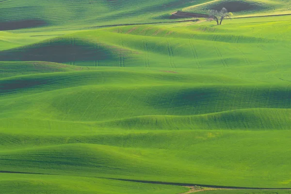 Washington Eyaleti Ndeki Palouse Dan Görülen Yeşil Tarlalı Buğday Tarlaları — Stok fotoğraf
