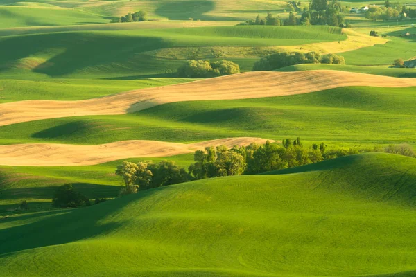 Zelené Zvlněné Pahorky Polí Pšenice Zemědělské Půdy Palouse Státě Washington — Stock fotografie