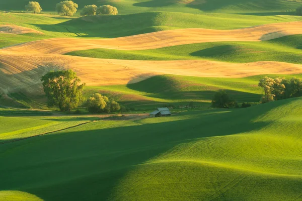 Zelené Zvlněné Pahorky Polí Pšenice Zemědělské Půdy Palouse Státě Washington — Stock fotografie