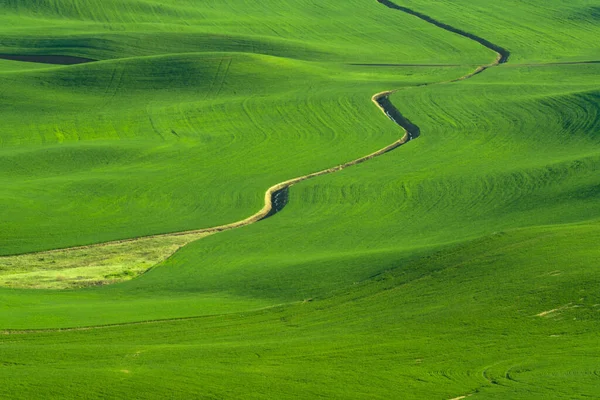 Green Rolling Hills Farmland Wheat Fields Seen Palouse Washington State — Foto Stock