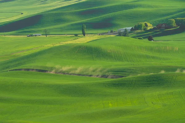 Grüne Sanfte Hügel Aus Weizenfeldern Vom Palouse Bundesstaat Washington Aus — Stockfoto