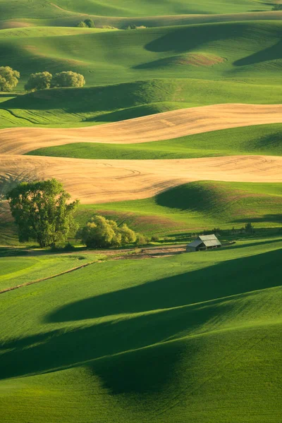 Green Rolling Hills Farmland Wheat Fields Seen Palouse Washington State — Foto Stock