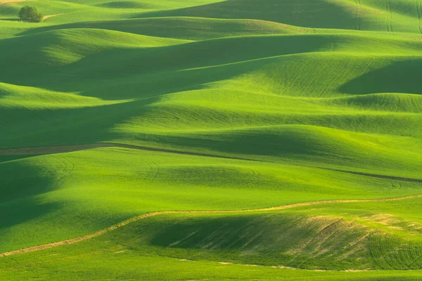 Green Rolling Hills Farmland Wheat Fields Seen Palouse Washington State — Foto Stock