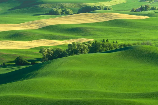 Grüne Sanfte Hügel Aus Weizenfeldern Vom Palouse Bundesstaat Washington Aus — Stockfoto