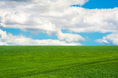 Tarım buğday tarlaları ve mavi gökyüzü Washington 'daki soluk benizli bölgeden görülebilir.