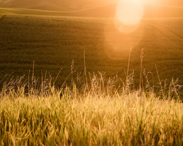 Paisagem Rural Com Luz Solar Dourada Sobre Campos Trigo Fazendas — Fotografia de Stock