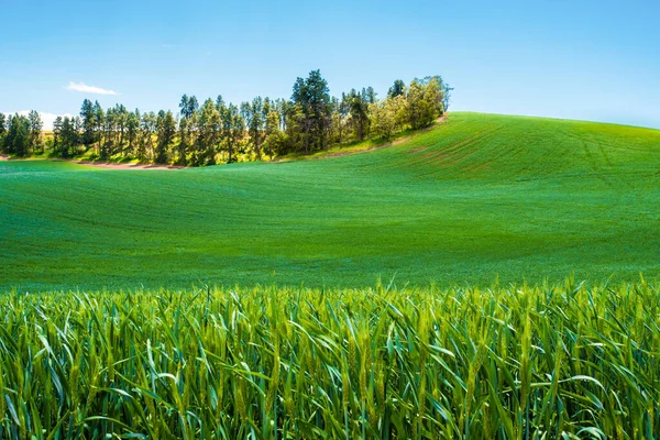 Идиллический Сельский Пейзаж Фермерскими Пшеничными Полями Голубым Небом Видимым Палуза — стоковое фото