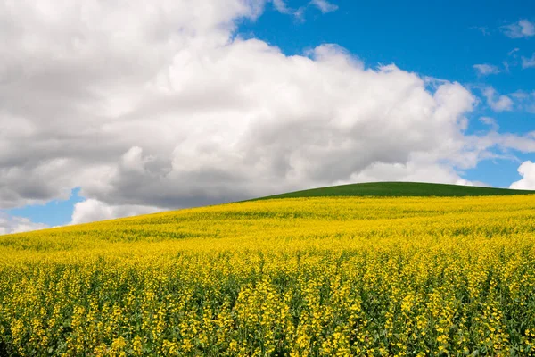 Krajobraz Gospodarstwa Żółtych Kwiatów Polach Rzepaku Rzepaku Oraz Wzgórz Palouse — Zdjęcie stockowe