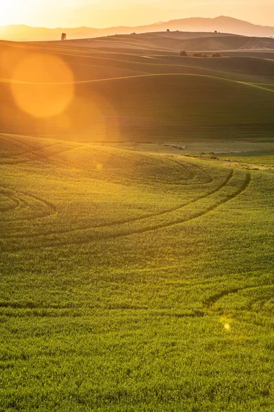 Paysage Campagne Avec Soleil Doré Sur Les Champs Blé Les — Photo