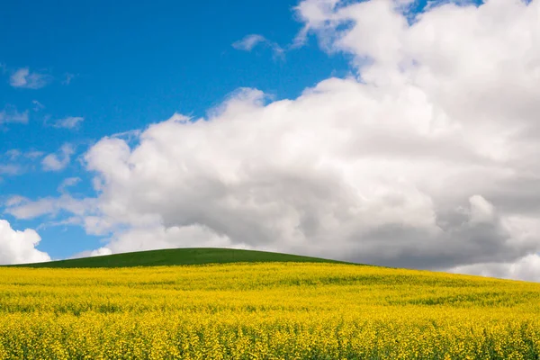 Mezőgazdasági Táj Sárga Virágok Mezők Repce Repcemag Dombok Palouse Washington — Stock Fotó