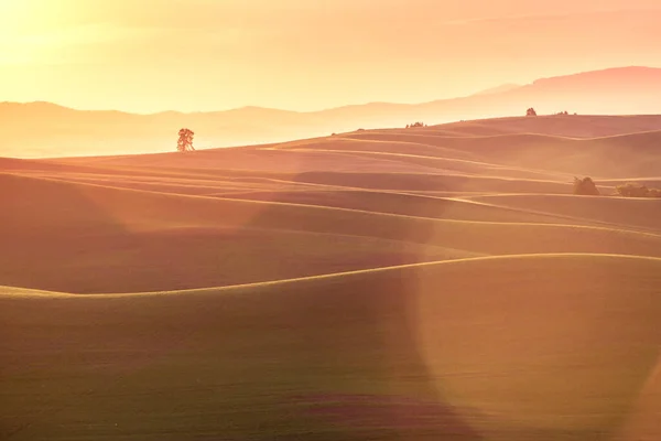 Paysage Campagne Avec Soleil Doré Sur Les Champs Blé Les — Photo