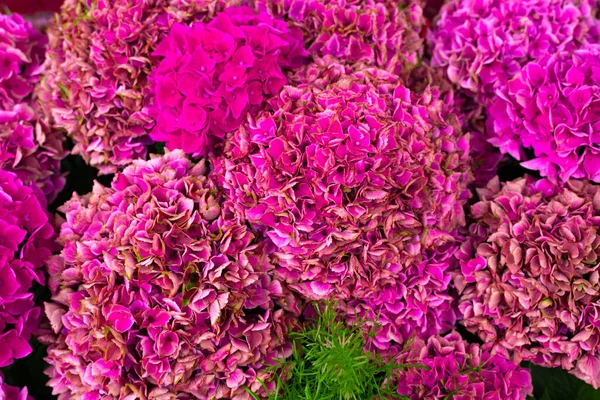 히드라 분홍빛 꽃다발의 — 스톡 사진